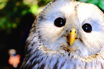 owl1.jpgのサムネイル画像